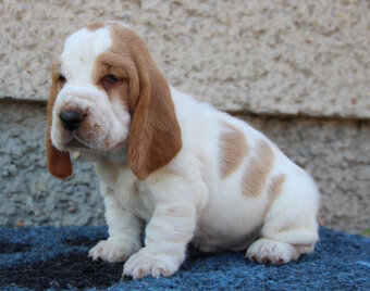 Basset hound - štěňátka s PP po importovaných rodičích - 3