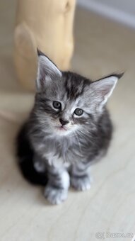 Mainská myvalí Maine Coon kocour ❣️Hassan❣️ - 3