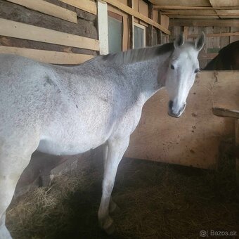 Predám kobylku Shagya Arab má 14r výška 175cm má pás a pôvod - 3