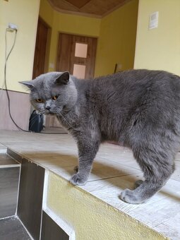 Britský modrý kocour krytí - 3