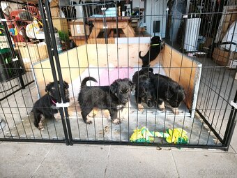 Štěňata - Kříženci Chodského psa - 3