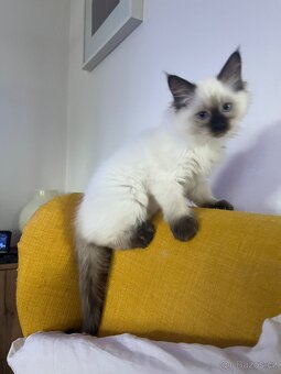 Koťátka ragdoll bez Pp - 3