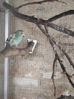 Kakariki Rudočely pár straka - 3