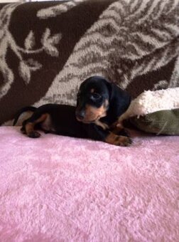 Jezevčík trpasličí hladkosrsty - 3