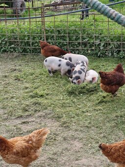 Prase kune kune - 3