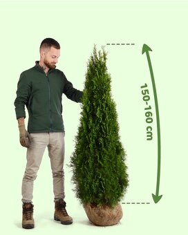 Thuje Thuja Smaragd - rozvoz po celé ČR - 3