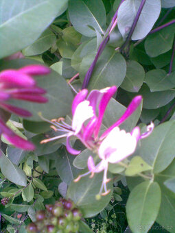 lonicera červená, pnoucí vonící dřevina, sazenice - 3