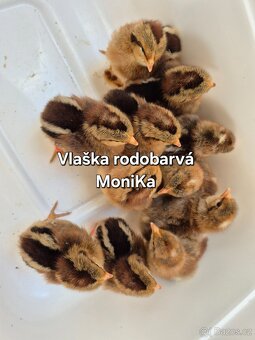 Násadová vajíčka vlaška rodobarvá - 3