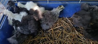 3 roční slepice hedvabničky - 3