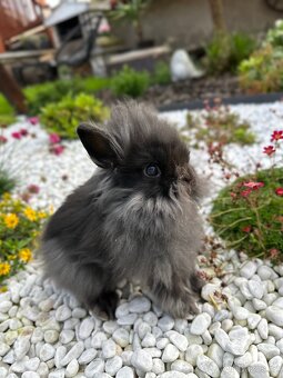 Zakrslý králík teddy+beránek - 3