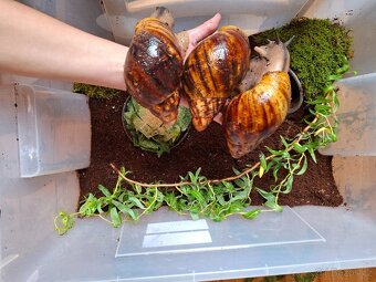 Archachatina-africký šnek - 3