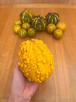 Okrasné dýně - 3