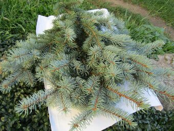 Ozdobné chvojí - 3