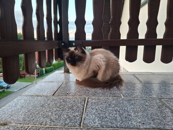 Hledám kocoura Ragdoll ke krytí - 3