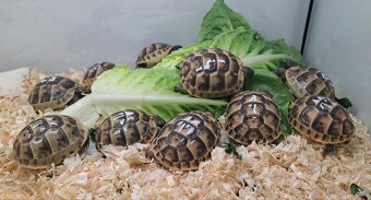 Mláďata želvy žlutohnědé - 3