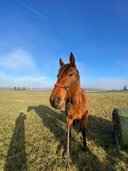13 letá kobylka am. klusáka - 3