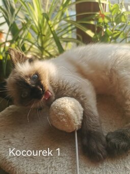 Ragdoll koťátka bez PP - 3