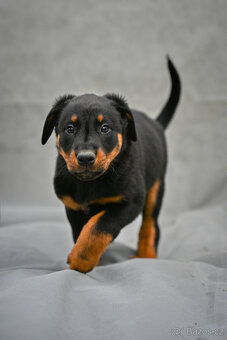 Beauceron štěňata s PP (boseron) – k odběru - 3