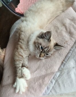 Kocourek seal mitted lynx ragdoll s PP - 3