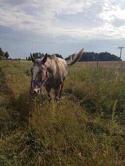 Docházka/pronájem - 3