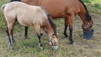 Nabízím kobylku QH s PP - 3