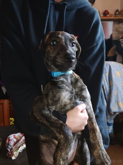 Štenata kříženci - 3