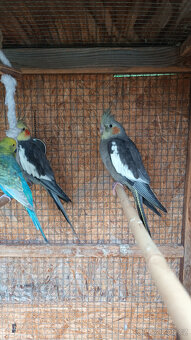 Prodám letošní mladé korely chocholaté - 3