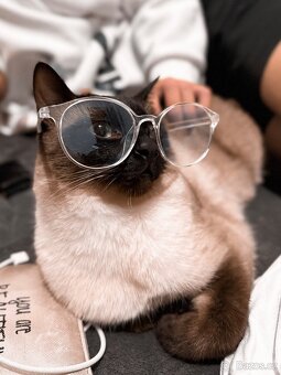 Daruji siamského kocourka bez PP do dobrých rukou - 3