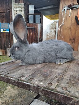 Belgický obr modrý - 3