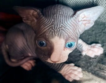 Kanadský Sphynx bez PP - 3