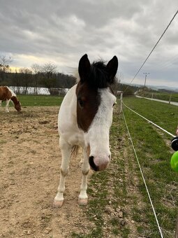Hodný pony klisna pro děti - 3