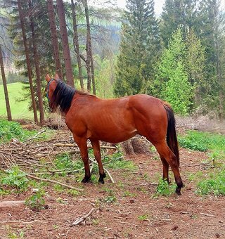 AQH valach - 3