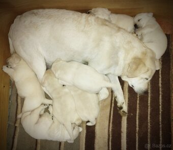 Labrador štěňátka s PP ihned - 3