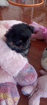 Prodám štěňata Pomeranian - 3