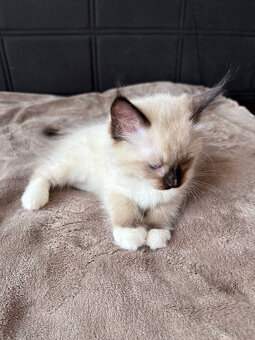 Ragdoll koťata - 3