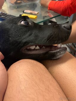 Border Kolie X Labrador - 3