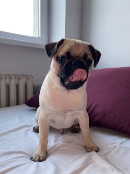 Mops - 3
