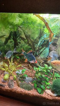 Akvarijní rybičky - 3