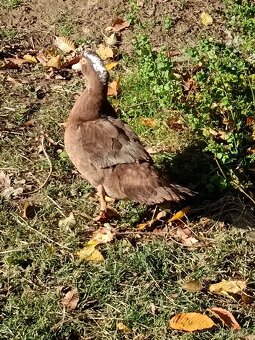 Kachna pižmová - 3