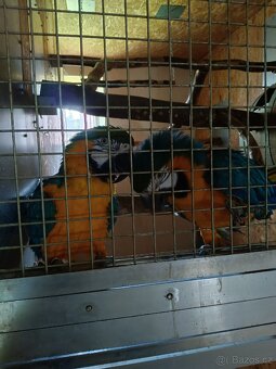 Ara Ararauna 1,1 - 3