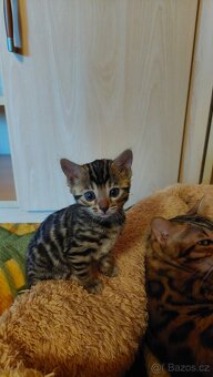 Bengalská kočka koťátka s PP - 3