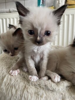 Ragdoll 4 kocourci volní - 3