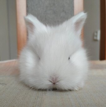 Zakrslý Teddy králík, králíček - 3