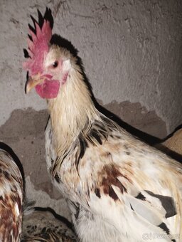 Prodám letošní kohouty - 3