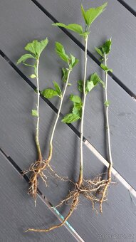 Venkovní ibišek - 3