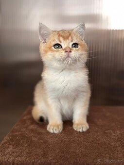 Zlata cincila, britsky kluk s PP-BRI ny11, k odbery hned - 3