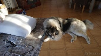 Kavkazský Pastevecký pes - krytí - 3