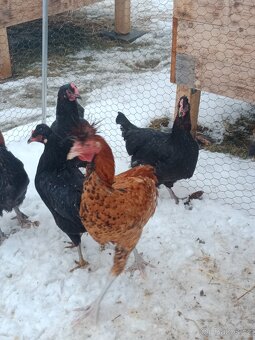 Kohout sandschak - 3