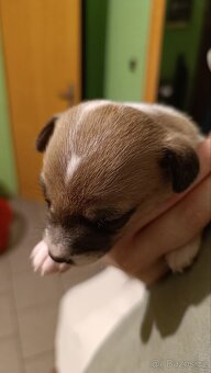 Prodám pejska Jack Russell teriér - 3