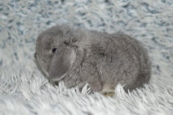 Nabízíme minilopy k rezervaci - 3